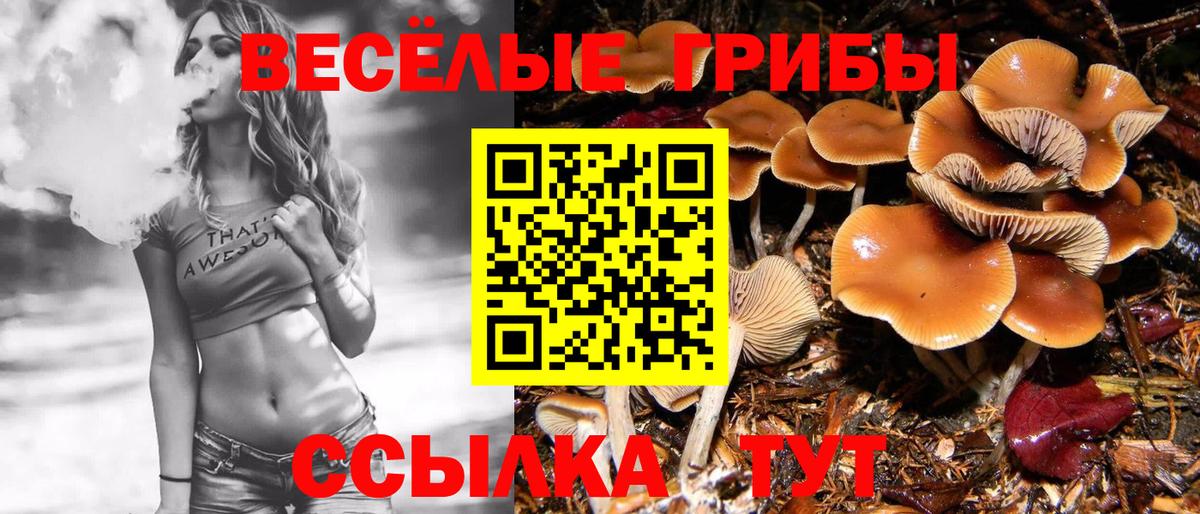 Татарск  Псилоцибиновые грибы Cubensis  Вход с VPN 